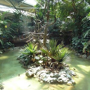 Tropics Trail - Lesser Flamingo + Waterfowl Exhibit