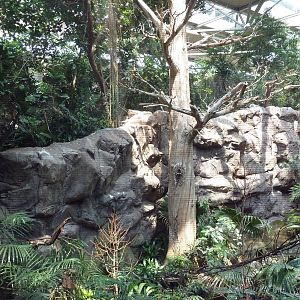 Tropics Trail - Asian Aviary