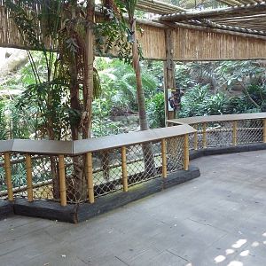 Tropics Trail - Rhinoceros Hornbill Exhibit