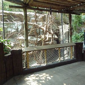 Tropics Trail - Matschie's Tree Kangaroo Exhibit