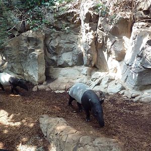Tropics Trail - Malayan Tapir/Binturong Exhibit
