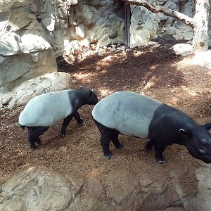 Tropics Trail - Malayan Tapirs