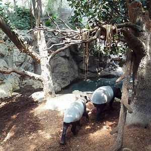 Tropics Trail - Malayan Tapir/Binturong Exhibit