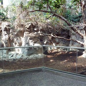 Tropics Trail - Malayan Tapir/Binturong Exhibit