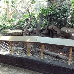 Tropics Trail - Asian Forest Tortoise Exhibit
