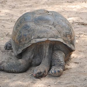 Galapagos Giant Tortoise
