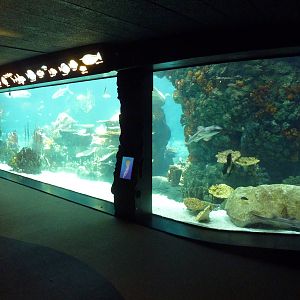 Tropics Trail - Coral Reef Exhibit