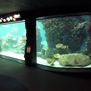 Tropics Trail - Coral Reef Exhibit