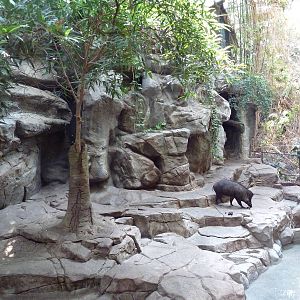 Tropics Trail - Visayan Warty Pig Exhibit