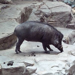 Tropics Trail - Visayan Warty Pig