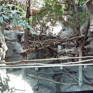 Tropics Trail - Red Panda Exhibit