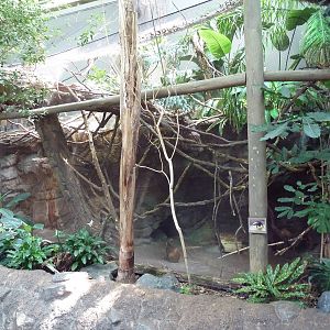 Tropics Trail - Golden Lion Tamarin/Red-Rumped Agouti Exhibit