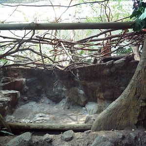 Tropics Trail - Cotton-Top Tamarin/Tamandua Exhibit