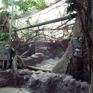 Tropics Trail - Cotton-Top Tamarin/Tamandua Exhibit