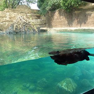 Minnesota Trail - Beaver Exhibit