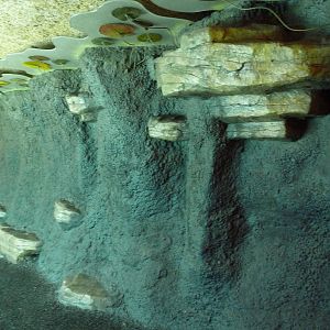 Minnesota Trail - Pathway Immersive Wall