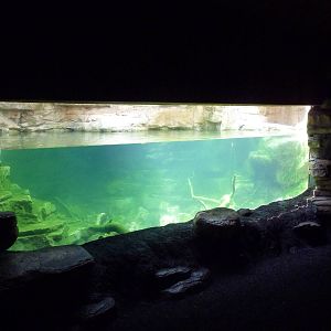 Minnesota Trail - North American River Otter Exhibit