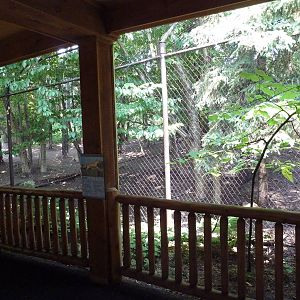 Minnesota Trail - Coyote Exhibit