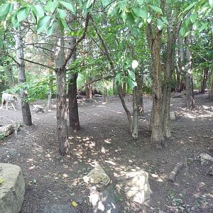 Minnesota Trail - Grey Wolf Exhibit