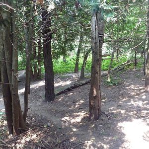 Minnesota Trail - Grey Wolf Exhibit