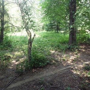 Minnesota Trail - Grey Wolf Exhibit