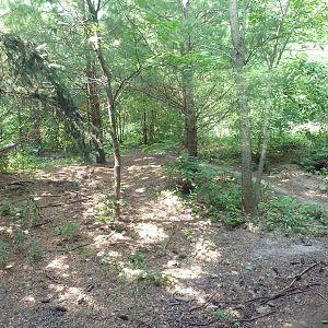 Minnesota Trail - Grey Wolf Exhibit