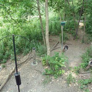 Minnesota Trail - Wild Turkey + Native Birds Area
