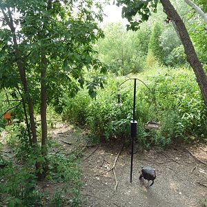 Minnesota Trail - Wild Turkey + Native Birds Area