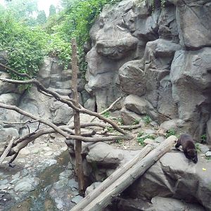 Minnesota Trail - Wolverine Exhibit