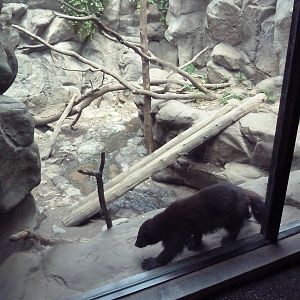 Minnesota Trail - Wolverine Exhibit