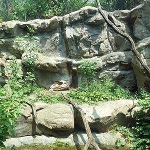 Minnesota Trail - Cougar Exhibit