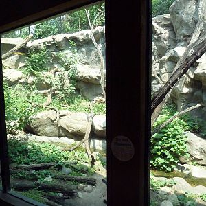Minnesota Trail - Cougar Exhibit