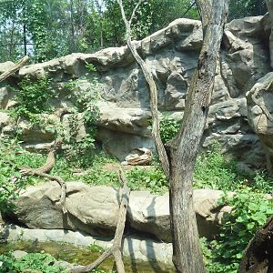 Minnesota Trail - Cougar Exhibit