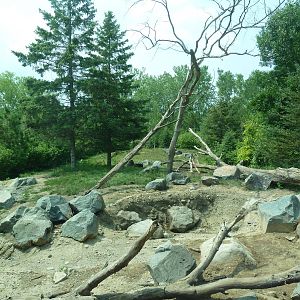 Minnesota Trail - American Black Bear Exhibit (New in 2012)