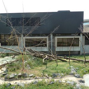 Japanese Macaque Exhibit
