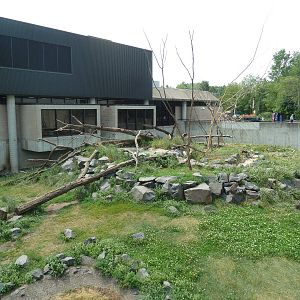 Japanese Macaque Exhibit