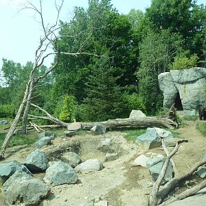 Minnesota Trail - American Black Bear Exhibit (New in 2012)