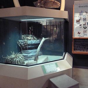 Environmental Center - American Alligator Exhibit (juveniles)