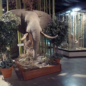 Environmental Center - African Elephant + Weaver Bird Aviary