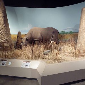 Environmental Center - African Diorama