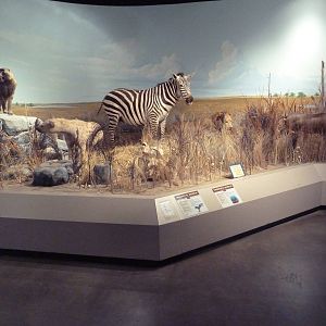 Environmental Center - African Diorama