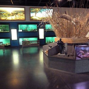 Environmental Center - Assorted Aquatic Tanks