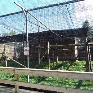 Diversity of Life Complex - Ring-Tailed Lemur Exhibit