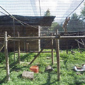 Diversity of Life Complex - Ring-Tailed Lemur Exhibit