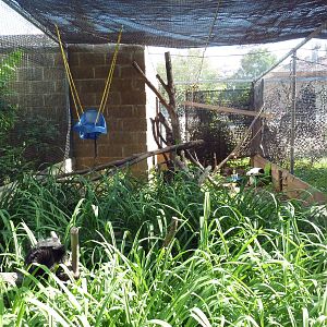 Diversity of Life Complex - Lemur Exhibit (2 Species)