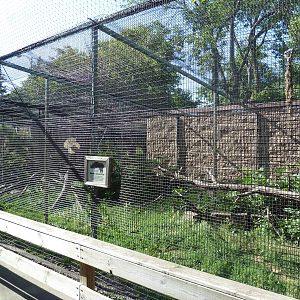 Diversity of Life Complex - Black-and-White Ruffed Lemur Exhibit