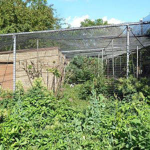 Diversity of Life Complex - Black-and-White Ruffed Lemur Exhibit
