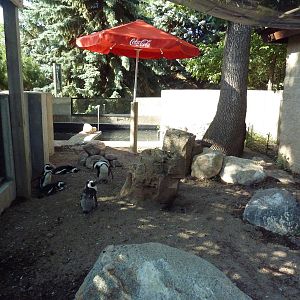 African Penguin Exhibit