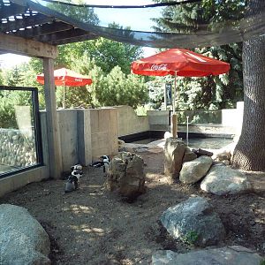 African Penguin Exhibit