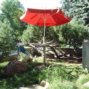 Blue-and-Gold Macaw/Radiated Tortoise Exhibit
